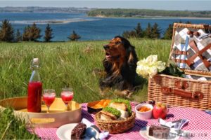 picnic, denmark, scandinavian, dog, family, sunny, day, view, sea, cocker spaniel, enlish, sandwiches, best, landscape