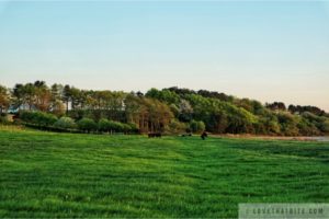 Denmark, landscape, cattle, cows, view, beach, Dänemark, lovethatbite, nature, meadow, trees, picnic, sunset